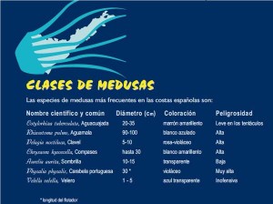 clases-medusas
