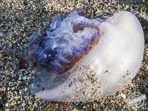120711_Rhizostoma_6915
