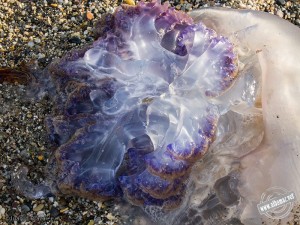 120711_Rhizostoma_6935